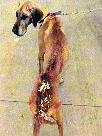 animal testing on dogs. Animal Testing